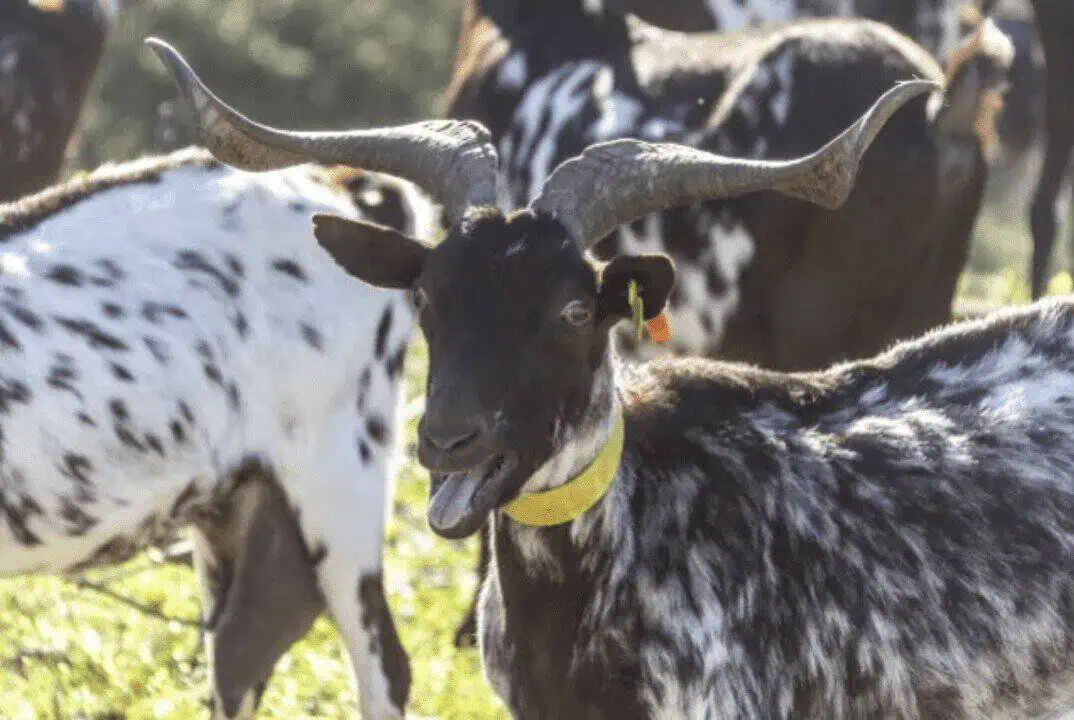 Gado bovino, ovino e caprino