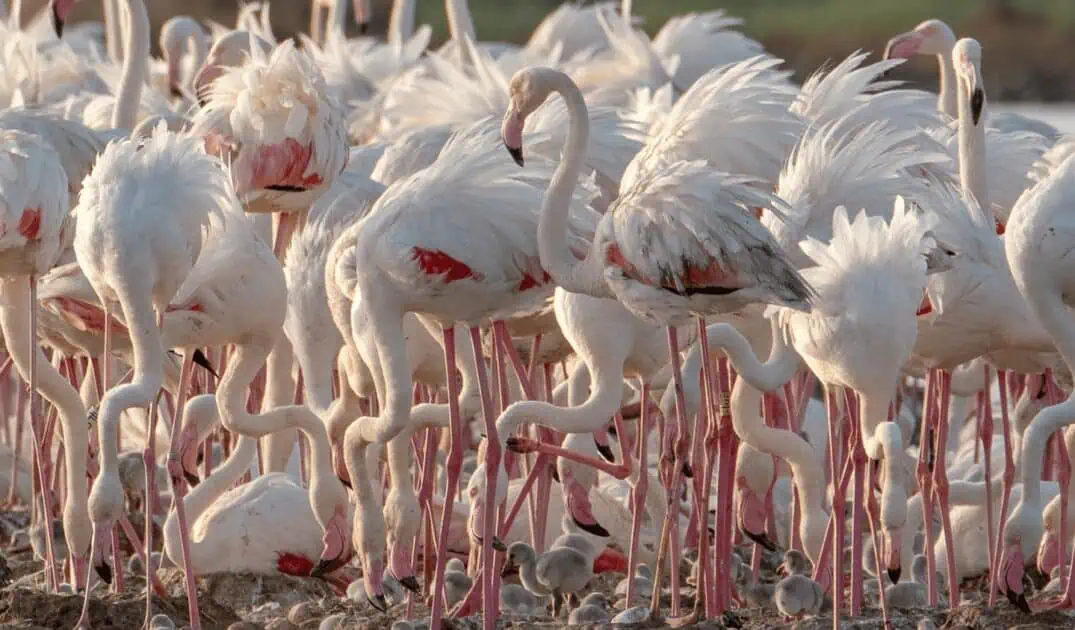 Crias de flamingos