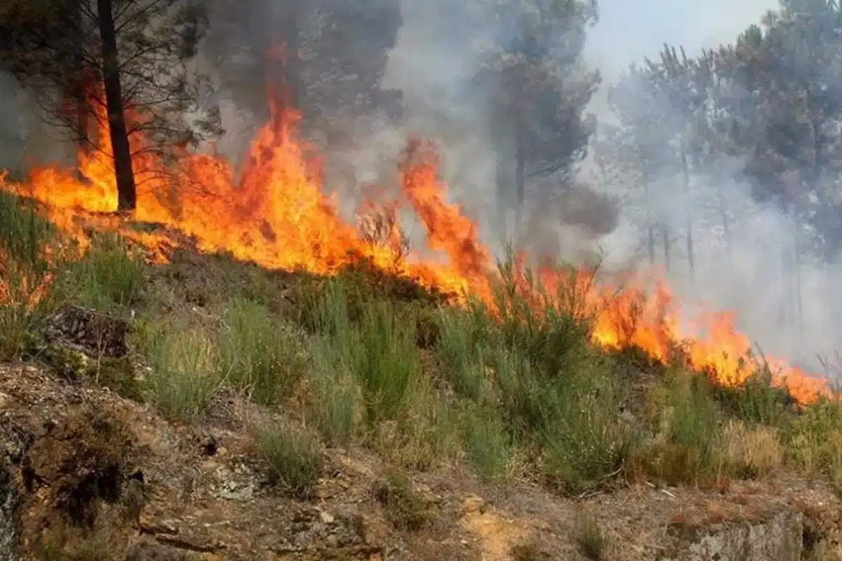 Incêndio em Monchique