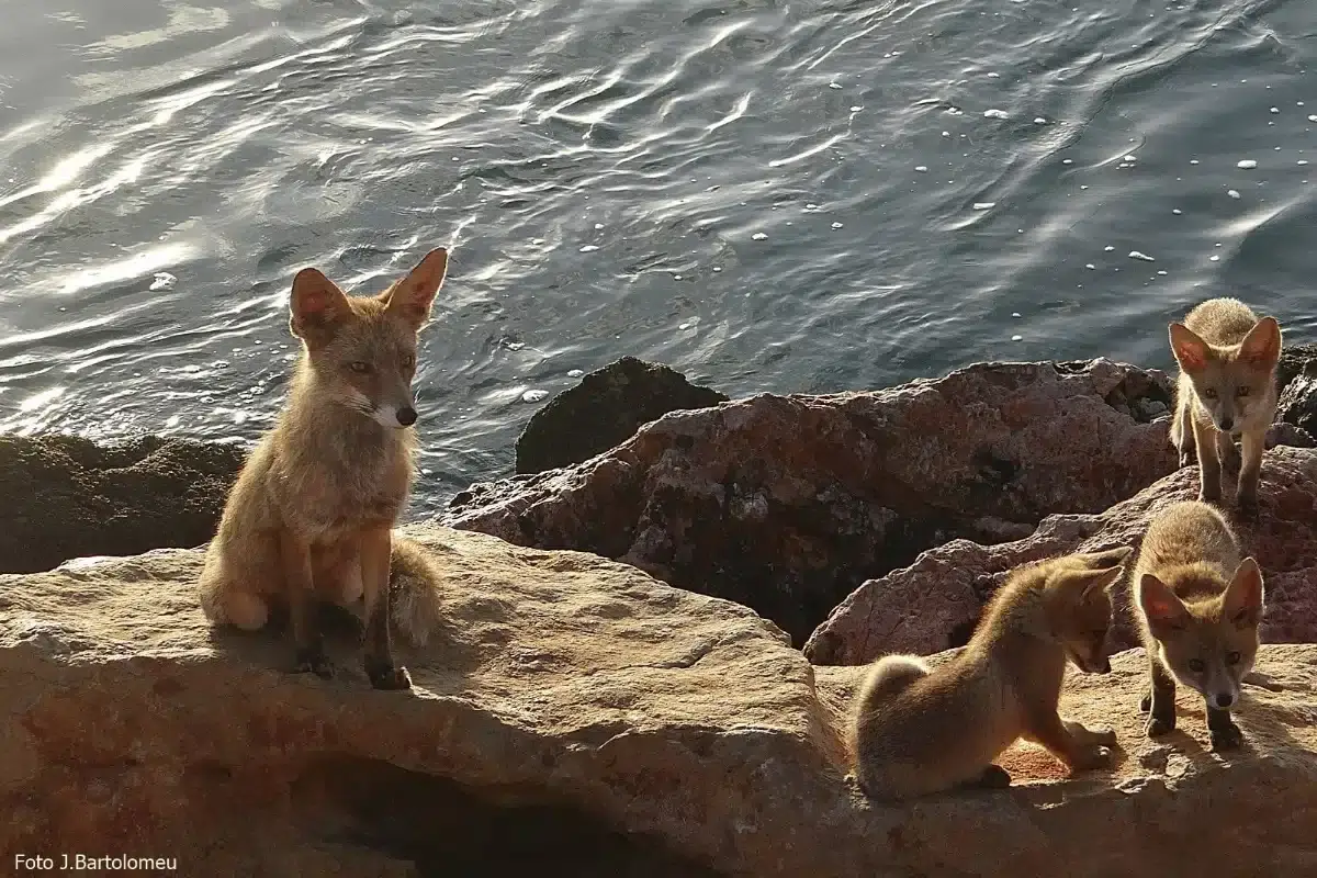 Raposas junto ao rio Guadiana