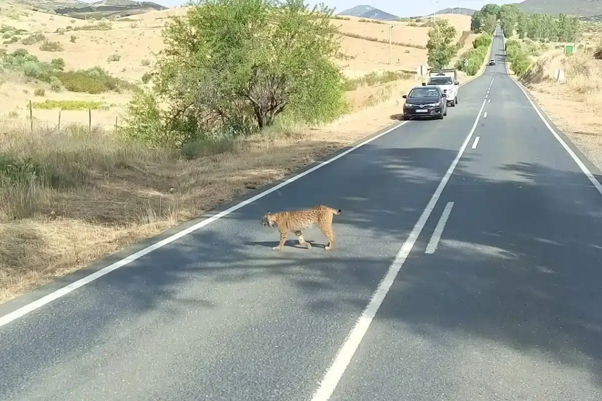 Lince Ibérico