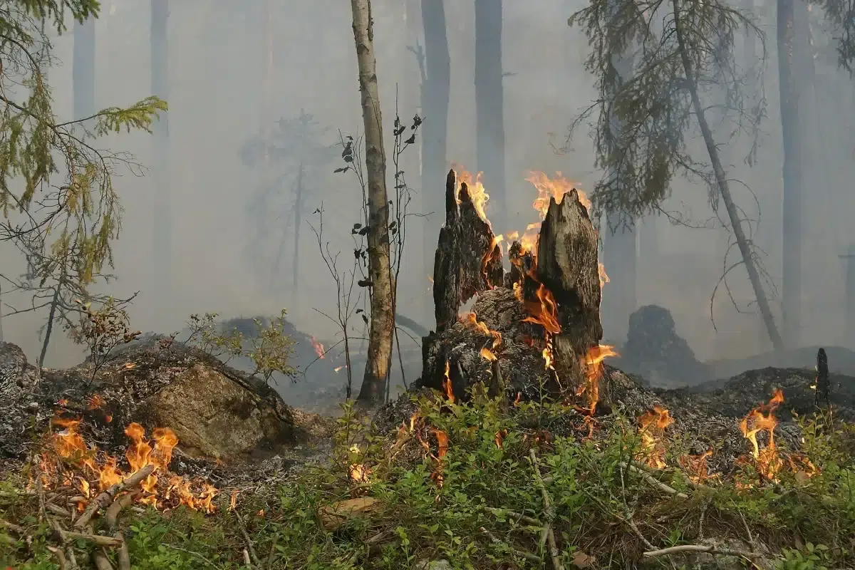 20220630 02 incendios rurais