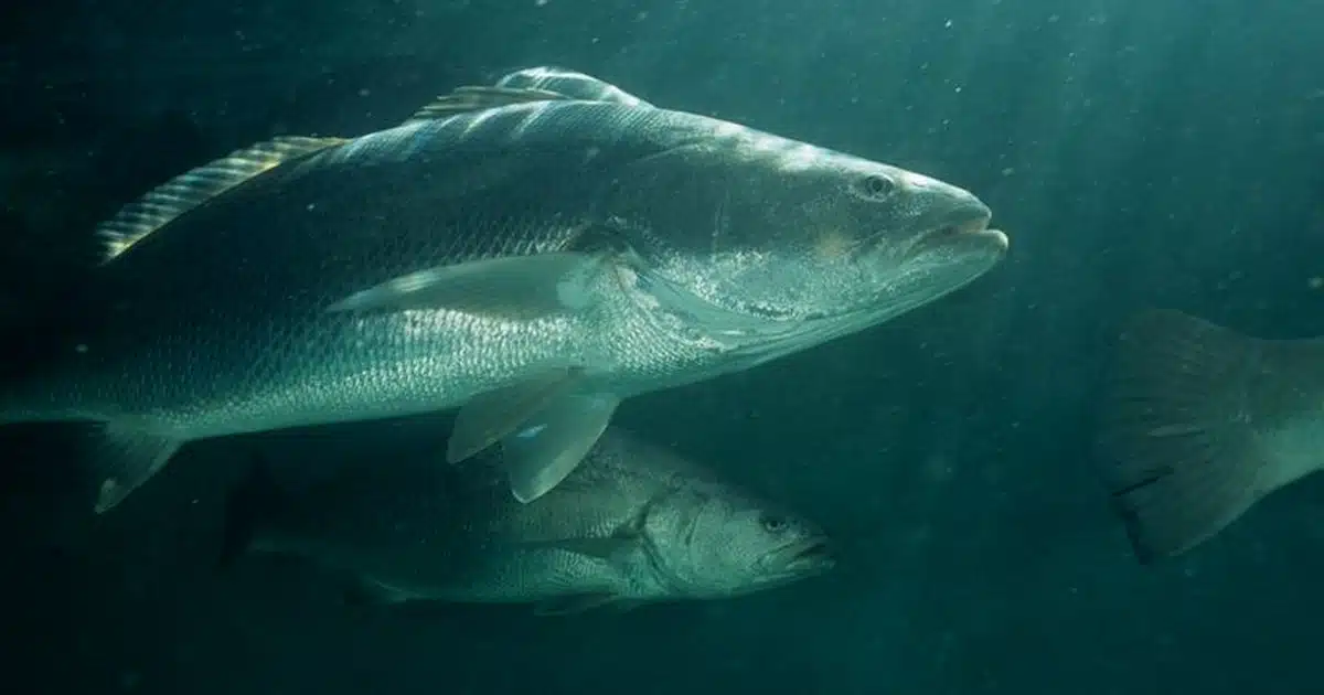 totoaba mexicana