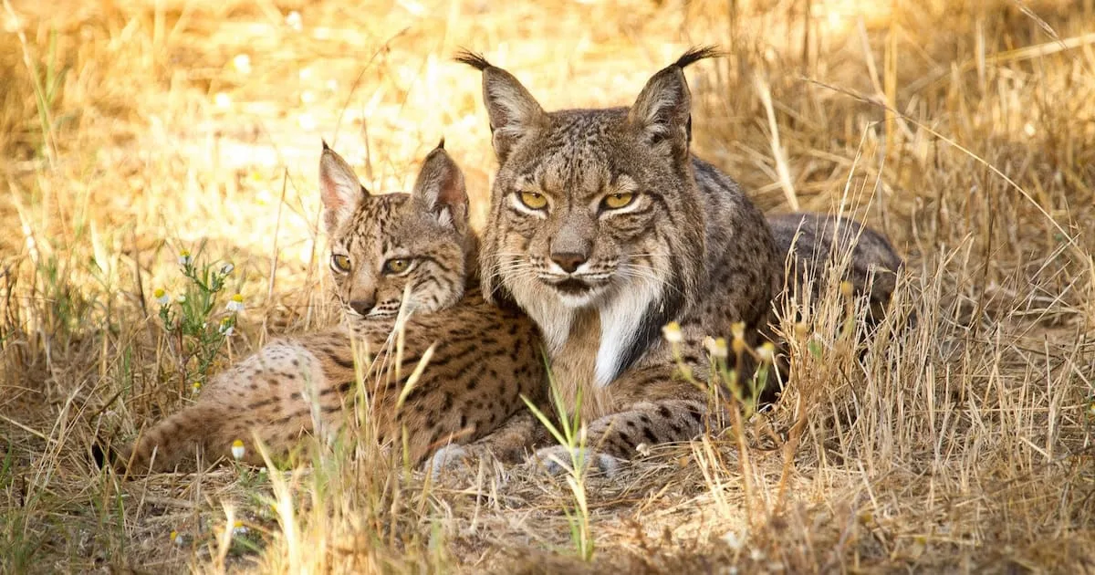 linces ibéricos antónio rivas