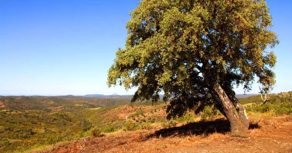 alfaarrobeira na serra