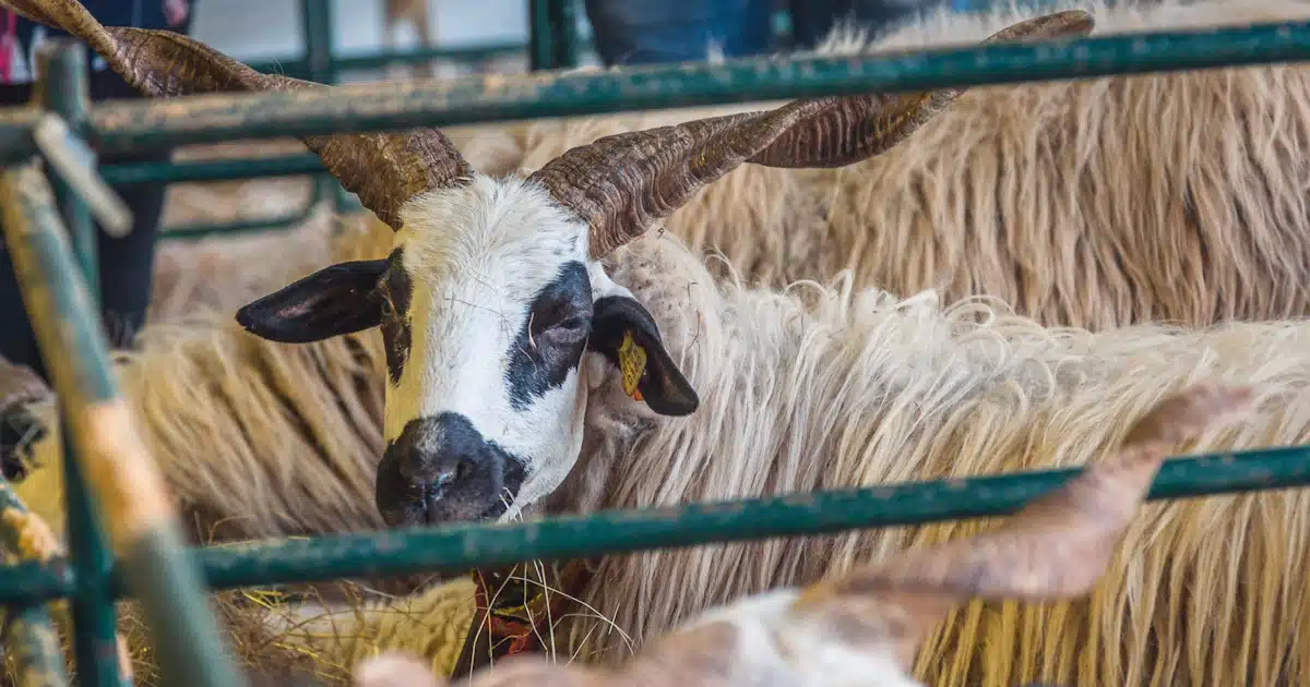 feira da cabra azinhal