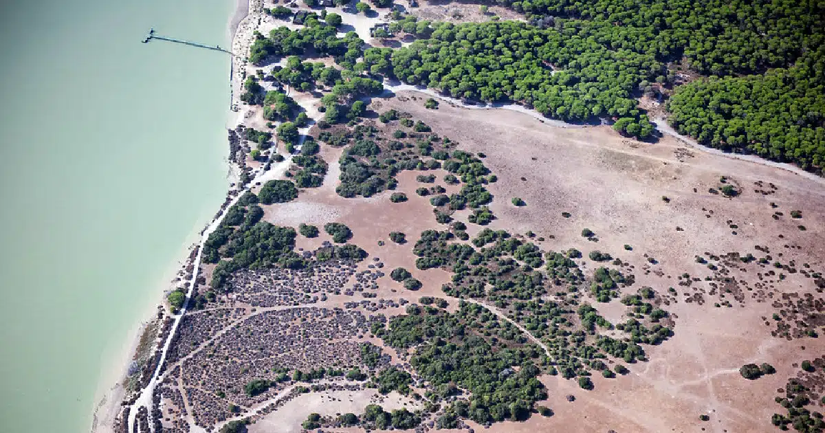 paarque doñana