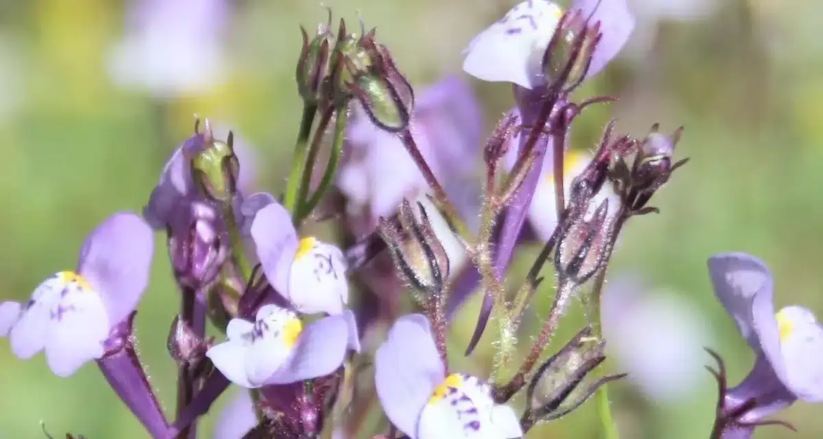 linaria algarvia