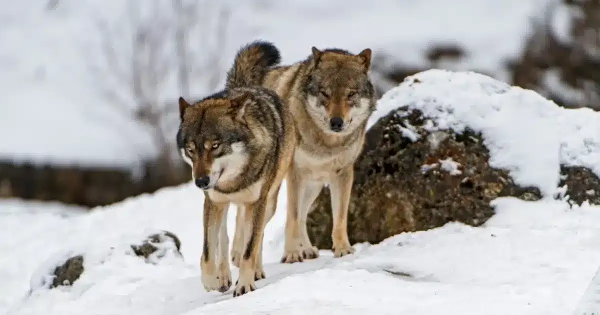 lobos na dinamarca