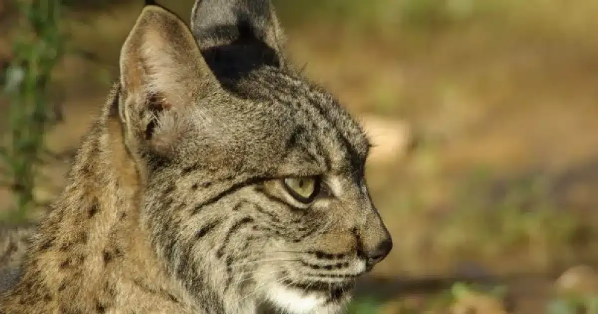 lince ibérico