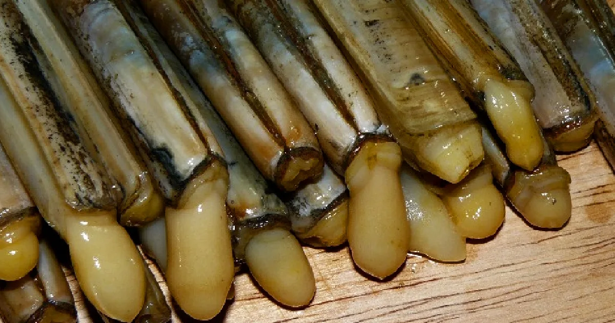 Navalhas frescas em tábua de madeira.