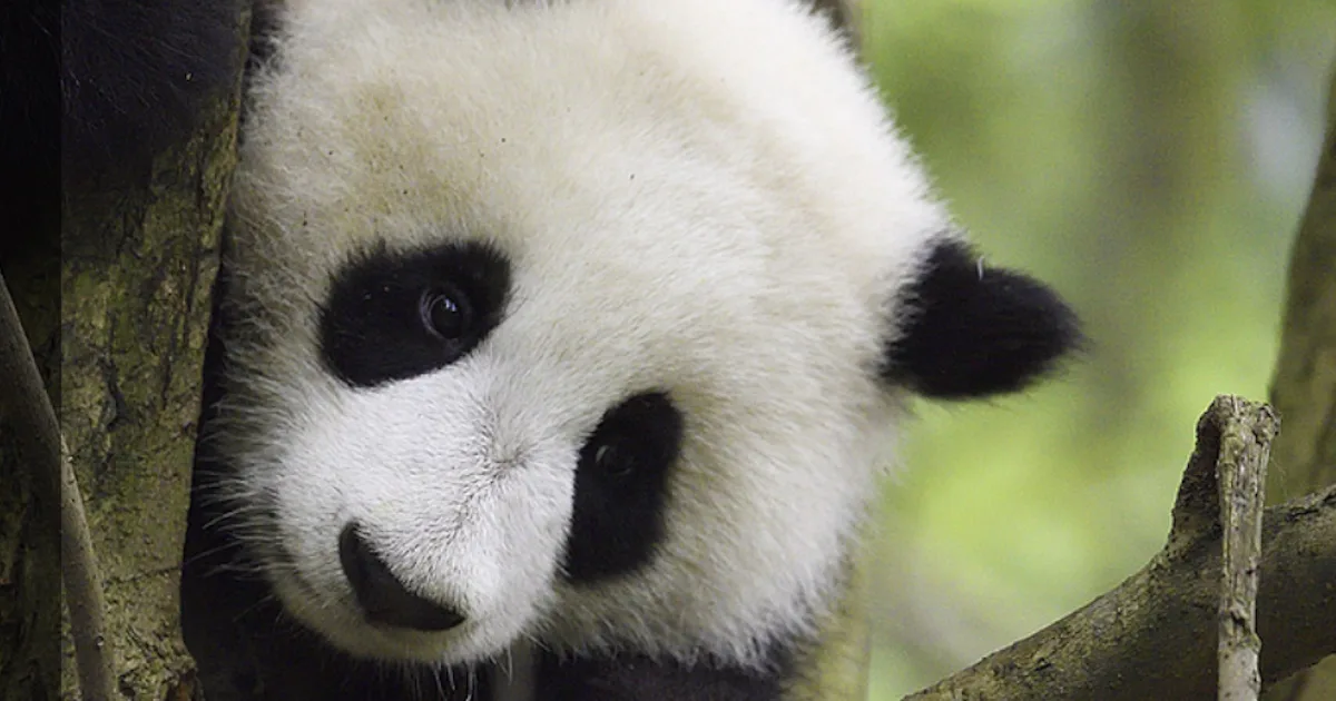 Panda gigante descansando entre árvores.