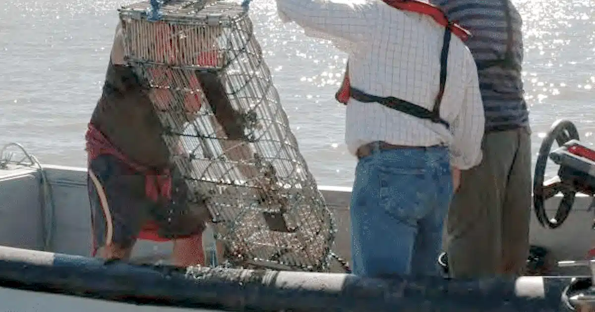 Pescadores manuseando armadilha para caranguejos em barco.