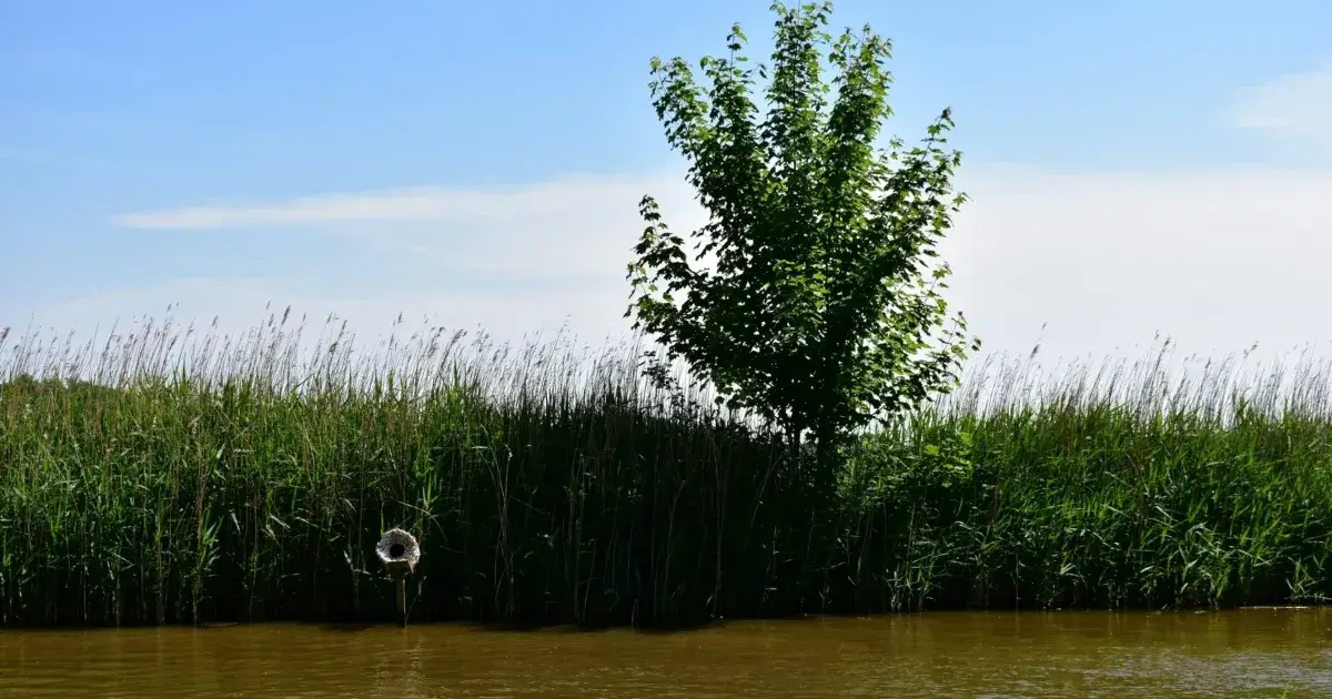 a body of water surrounded by tall grass