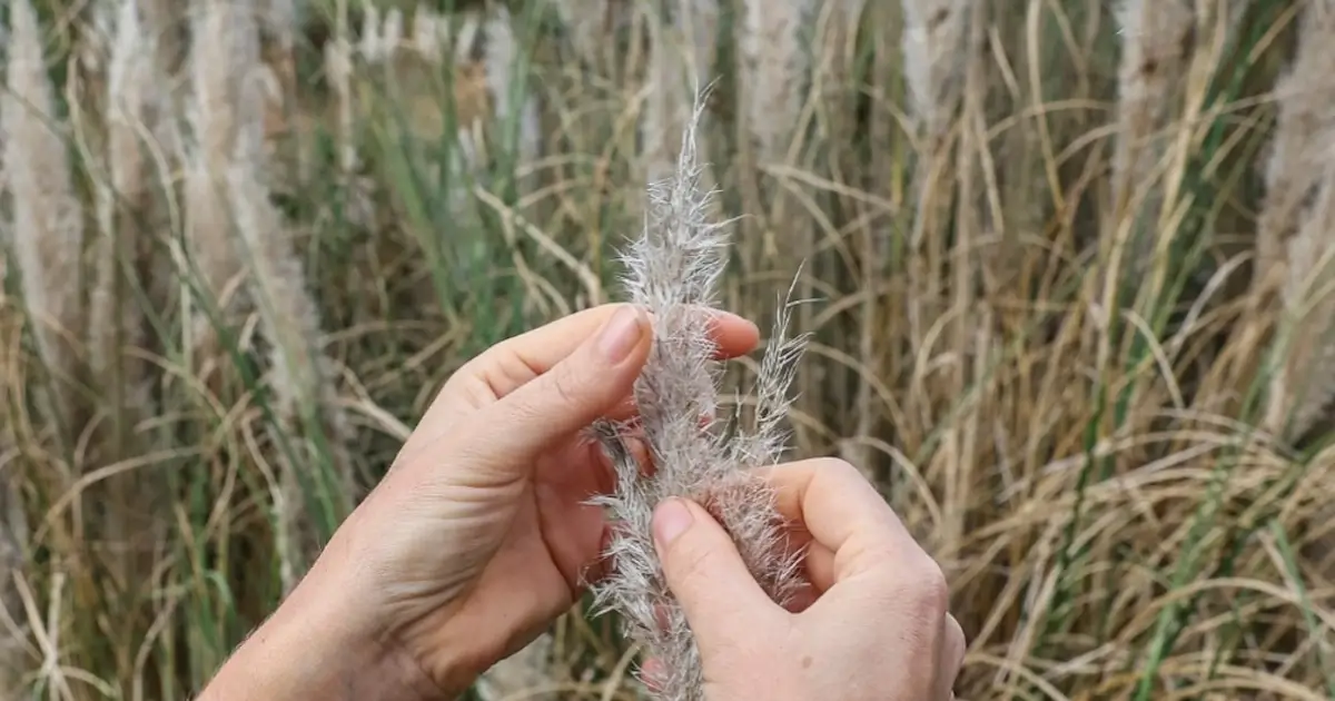 Erva das pampas