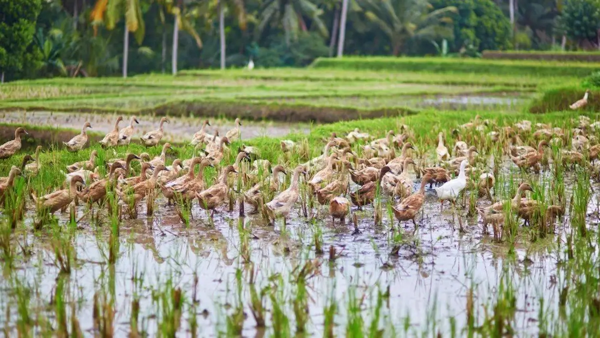 Patos em arrozal